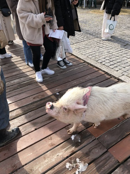 おこめちゃん 毛並みは剛毛