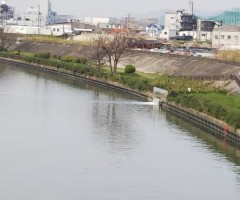 神崎川：写真右から下水処理場の放流氏が流入しています。